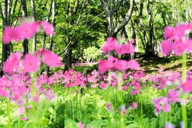 木漏れ日が差し込む谷筋で花を咲かせるクリンソウ=宍粟市千種町西河内 木漏れ日が差し込む谷筋で花を咲かせるクリンソウ=宍粟市千種町西河内