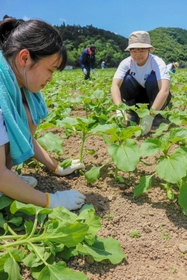 ヒマワリ栽培のサポートとして、間引き作業を手伝う佐用高校生ら=佐用町林崎 ヒマワリ栽培のサポートとして、間引き作業を手伝う佐用高校生ら=佐用町林崎
