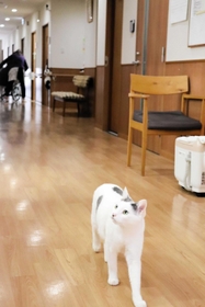 館内のパトロールも立派な仕事ニャ=佐用町志文 館内のパトロールも立派な仕事ニャ=佐用町志文