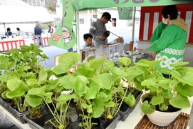 みずみずしい葉ワサビが並ぶ祭り会場=道の駅みなみ波賀 みずみずしい葉ワサビが並ぶ祭り会場=道の駅みなみ波賀
