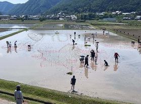 「アート田んぼ」に田植えする参加者ら=佐用町林崎 「アート田んぼ」に田植えする参加者ら=佐用町林崎