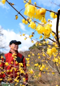 例年より早く見ごろを迎えたソシンロウバイ=神戸・須磨離宮公園 例年より早く見ごろを迎えたソシンロウバイ=神戸・須磨離宮公園