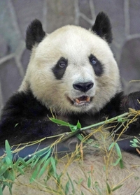 新型コロナウイルスの影響で中国への返還が延期になったジャイアントパンダの「旦旦(タンタン)」=神戸市灘区、王子動物園(撮影・後藤亮平) 新型コロナウイルスの影響で中国への返還が延期になったジャイアントパンダの「旦旦(タンタン)」=神戸市灘区、王子動物園(撮影・後藤亮平)