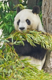 新型コロナウイルスの影響で中国への返還が延期になったジャイアントパンダの「旦旦(タンタン)」=神戸市灘区、王子動物園(撮影・後藤亮平) 新型コロナウイルスの影響で中国への返還が延期になったジャイアントパンダの「旦旦(タンタン)」=神戸市灘区、王子動物園(撮影・後藤亮平)