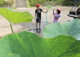 子どもたちに人気のハスの葉シャワー=神戸市北区山田町藍那 子どもたちに人気のハスの葉シャワー=神戸市北区山田町藍那