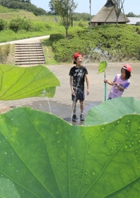 子どもたちに人気のハスの葉シャワー=神戸市北区山田町藍那 子どもたちに人気のハスの葉シャワー=神戸市北区山田町藍那