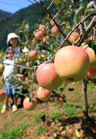 山あいで早くも食べ頃を迎えたリンゴ=宍粟市波賀町原 山あいで早くも食べ頃を迎えたリンゴ=宍粟市波賀町原