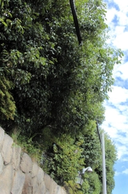 特定抗争指定暴力団になったことで使用が禁止された山口組総本部。組員の出入りがなくなり、伸び放題になった庭木が電線に架かる=神戸市中央区篠原本町4 特定抗争指定暴力団になったことで使用が禁止された山口組総本部。組員の出入りがなくなり、伸び放題になった庭木が電線に架かる=神戸市中央区篠原本町4