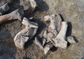 登リ田遺跡から出土した土馬(兵庫県立考古博物館提供) 登リ田遺跡から出土した土馬(兵庫県立考古博物館提供)