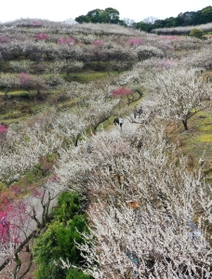 斜面を紅白に染める梅の花=たつの市御津町黒崎(小型無人機で撮影) 斜面を紅白に染める梅の花=たつの市御津町黒崎(小型無人機で撮影)