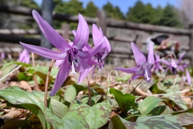 陽光を浴び、咲き誇るカタクリ=神戸市灘区六甲山町、六甲高山植物園 陽光を浴び、咲き誇るカタクリ=神戸市灘区六甲山町、六甲高山植物園