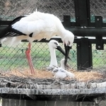 兵庫県立コウノトリの郷(さと)公園(豊岡市)が、子育て中に父親が死んだコウノトリのひな3羽を、別のペアに育てさせる試みに乗り出した。これまでも親を失ったひなを保護して育てるケースはあったが、いずれも