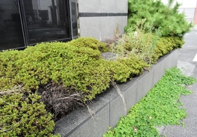 事務所の周辺は植栽の荒れも目立つ=尼崎市東難波町4 事務所の周辺は植栽の荒れも目立つ=尼崎市東難波町4