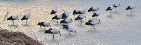 浅瀬で餌をついばむコウノトリの群れ=2021年12月、加古川市志方町岡の野田池 浅瀬で餌をついばむコウノトリの群れ=2021年12月、加古川市志方町岡の野田池