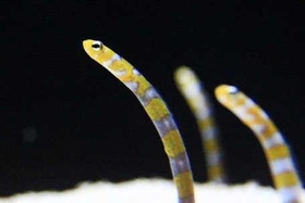 ニシキアナゴ ニシキアナゴ