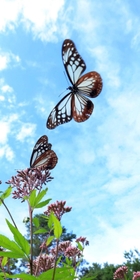 秋空に羽ばたくアサギマダラ=28日午前、神戸市灘区摩耶山町、摩耶山天上寺 秋空に羽ばたくアサギマダラ=28日午前、神戸市灘区摩耶山町、摩耶山天上寺