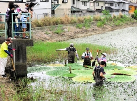 兵庫・水辺ネットワークのメンバーが携わる「オニバス」の観察会=2022年8月、明石市大久保町西島(兵庫・水辺ネットワーク提供) 兵庫・水辺ネットワークのメンバーが携わる「オニバス」の観察会=2022年8月、明石市大久保町西島(兵庫・水辺ネットワーク提供)
