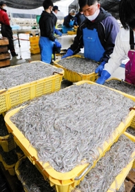 次々と水揚げされるイカナゴのシンコ=2022年3月1日、姫路市白浜町 次々と水揚げされるイカナゴのシンコ=2022年3月1日、姫路市白浜町