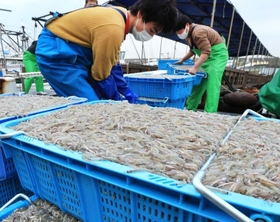 水揚げされたイカナゴのシンコ=2022年3月1日、神戸市垂水区平磯3、垂水漁港 水揚げされたイカナゴのシンコ=2022年3月1日、神戸市垂水区平磯3、垂水漁港