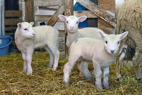 元気よく小屋の中を動き回る子ヒツジたち=神戸市灘区六甲山町、市立六甲山牧場 元気よく小屋の中を動き回る子ヒツジたち=神戸市灘区六甲山町、市立六甲山牧場