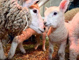 親ヒツジに常に寄り添って暮らす子ヒツジ=神戸市灘区六甲山町、市立六甲山牧場 親ヒツジに常に寄り添って暮らす子ヒツジ=神戸市灘区六甲山町、市立六甲山牧場