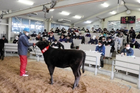 丑年の今年、初めて行われた子牛の競り市=但馬家畜市場 丑年の今年、初めて行われた子牛の競り市=但馬家畜市場