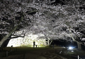 36本のサクラがライトアップされ、幻想的な雰囲気の竹田城跡=朝来市和田山町竹田