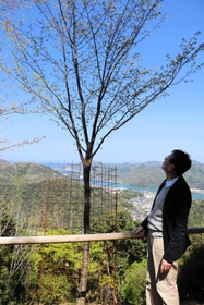 円山川の河口付近が一望できる高台で、大きく育ったヤマザクラの木に目をやる橋本俊郎さん=豊岡市城崎町湯島 円山川の河口付近が一望できる高台で、大きく育ったヤマザクラの木に目をやる橋本俊郎さん=豊岡市城崎町湯島