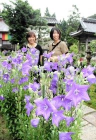 満開となっているキキョウ=遍照寺 満開となっているキキョウ=遍照寺