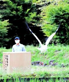 翼を広げて飛び立つコウノトリの幼鳥=養父市八鹿町小佐 翼を広げて飛び立つコウノトリの幼鳥=養父市八鹿町小佐