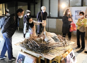 木彫作家はしもとみおさんによる木彫りのコウノトリ親子も展示された=豊岡市中央町 木彫作家はしもとみおさんによる木彫りのコウノトリ親子も展示された=豊岡市中央町