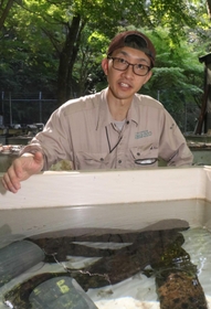 安佐動物公園の飼育技師としてオオサンショウウオの研究を続ける田口勇輝さん=広島市安佐北区 安佐動物公園の飼育技師としてオオサンショウウオの研究を続ける田口勇輝さん=広島市安佐北区