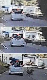 ドライブレコーダーに写っていたシカと車との衝突事故。はね飛ばされたシカはすぐ逃げ去った=2022年10月29日、豊岡市内 ドライブレコーダーに写っていたシカと車との衝突事故。はね飛ばされたシカはすぐ逃げ去った=2022年10月29日、豊岡市内