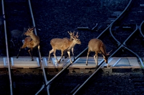 夜のJR佐津駅の駅舎近くに現れたシカの群れ。周囲の山から下り、草をはみながらゆったりと歩く。線路は彼らの獣道のようだ=2022年5月15日、香美町香住区無南垣 夜のJR佐津駅の駅舎近くに現れたシカの群れ。周囲の山から下り、草をはみながらゆったりと歩く。線路は彼らの獣道のようだ=2022年5月15日、香美町香住区無南垣