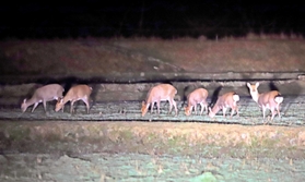 深夜、田んぼに現れるシカの群れ=香美町香住区畑 深夜、田んぼに現れるシカの群れ=香美町香住区畑