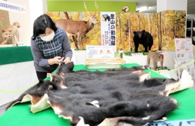 迫力のある剥製が並ぶ会場=青垣いきものふれあいの里 迫力のある剥製が並ぶ会場=青垣いきものふれあいの里