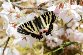 桜の花に止まるギフチョウ=ささやまの森公園 桜の花に止まるギフチョウ=ささやまの森公園
