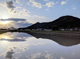 水田の水鏡に映る朝日と高城山。山上に八上城跡が残る=丹波篠山市八上下 水田の水鏡に映る朝日と高城山。山上に八上城跡が残る=丹波篠山市八上下