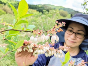 鈴なりに咲いたブルーベリーの花=丹波篠山市後川上 鈴なりに咲いたブルーベリーの花=丹波篠山市後川上