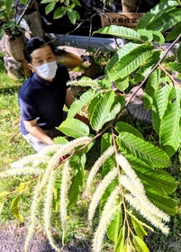 クリーム色の花が咲く「ど根性栗」=県立ささやまの森公園 クリーム色の花が咲く「ど根性栗」=県立ささやまの森公園