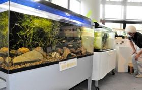 バイカモや木などを飾り付けた、加古川水系の水槽(手前)=丹波市立青垣いきものふれあいの里 バイカモや木などを飾り付けた、加古川水系の水槽(手前)=丹波市立青垣いきものふれあいの里