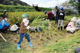 熱心に稲刈りに取り組む子どもたち=丹波市氷上町石生 熱心に稲刈りに取り組む子どもたち=丹波市氷上町石生