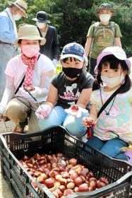 たくさんの丹波栗を拾った参加者たち=丹波篠山市矢代 たくさんの丹波栗を拾った参加者たち=丹波篠山市矢代