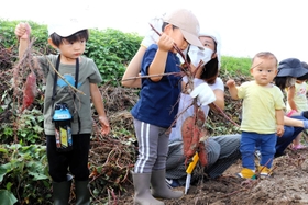 サツマイモ掘りを楽しむ子どもら=丹波市柏原町下小倉 サツマイモ掘りを楽しむ子どもら=丹波市柏原町下小倉