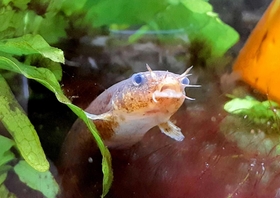 水草の合間から顔を出したホトケドジョウ。絶滅が危惧されている=青垣いきものふれあいの里 水草の合間から顔を出したホトケドジョウ。絶滅が危惧されている=青垣いきものふれあいの里