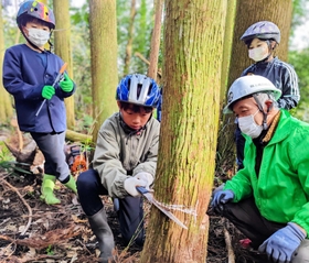 杉の間伐を体験する古市小児童=丹波篠山市不来坂 杉の間伐を体験する古市小児童=丹波篠山市不来坂