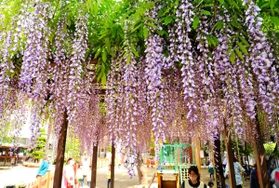 園庭で満開となったノダフジ=白兎愛育園 園庭で満開となったノダフジ=白兎愛育園