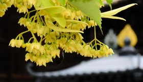 満開となった菩提樹の花=加古川市加古川町北在家、鶴林寺 満開となった菩提樹の花=加古川市加古川町北在家、鶴林寺