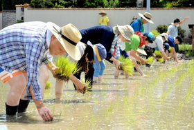 休耕田で田植えに取り組む人たち=高砂市阿弥陀町阿弥陀 休耕田で田植えに取り組む人たち=高砂市阿弥陀町阿弥陀