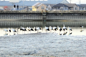 一度に23羽が目撃された和田上池=2020年11月16日、稲美町和田(東播磨県民局提供) 一度に23羽が目撃された和田上池=2020年11月16日、稲美町和田(東播磨県民局提供)